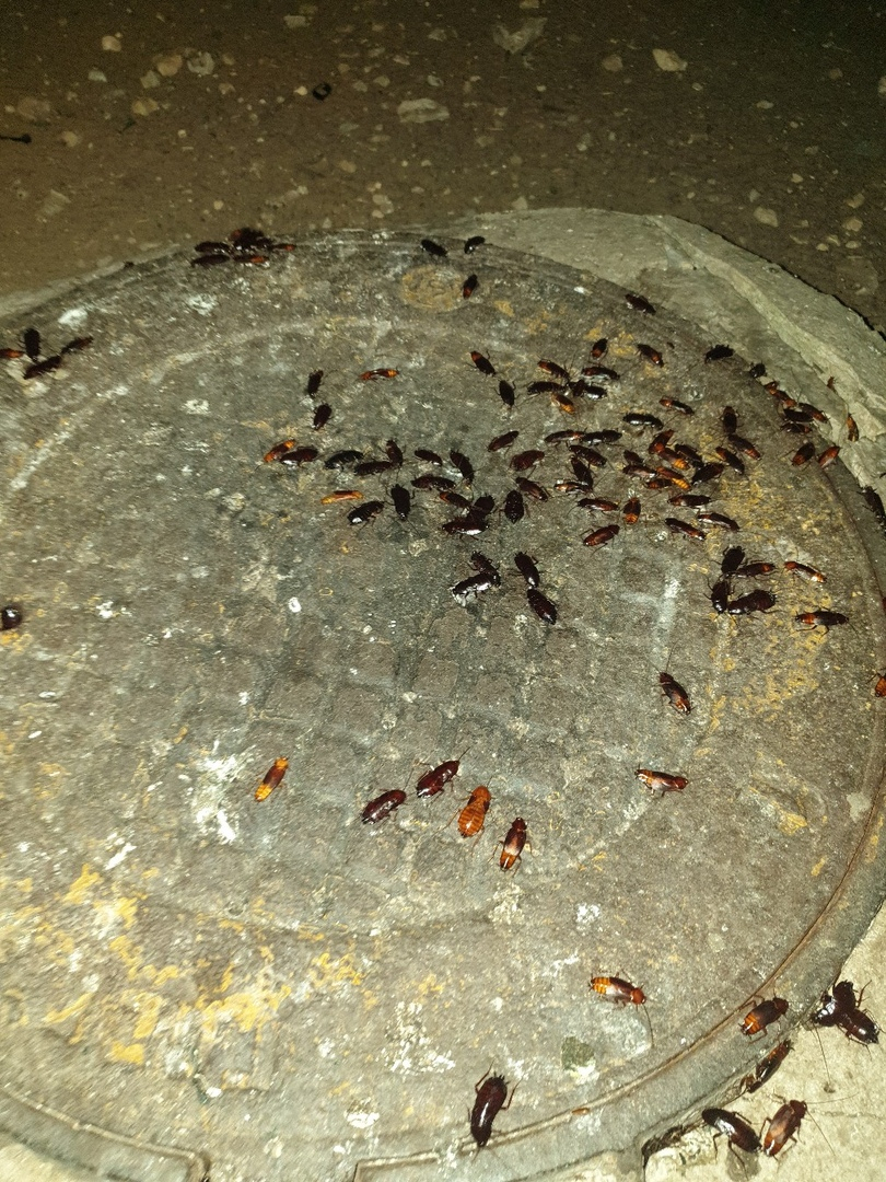 Тараканы атаковали одну из улиц Дзержинска (ФОТО, ВИДЕО)