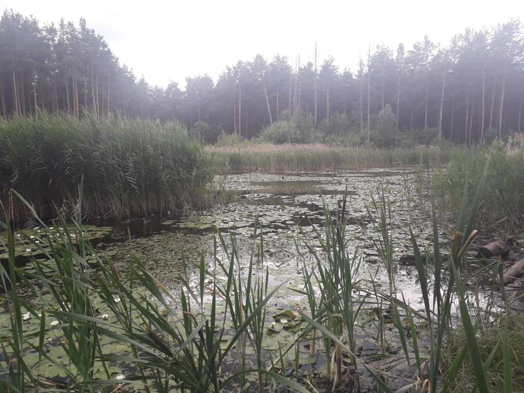 Акция по очистке от мусора берега Утиного озера пройдет в Дзержинске