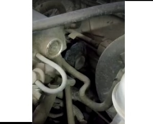Сотрудники автосервиса под капотом машины нашли шиншиллу (ВИДЕО)