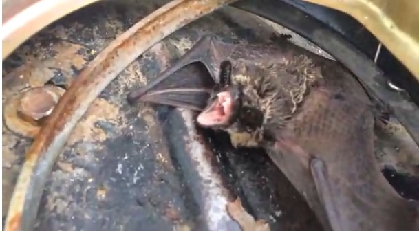 Городу нужен Бэтмэн: летучая мышь залетела на склад в Дзержинске (ВИДЕО)