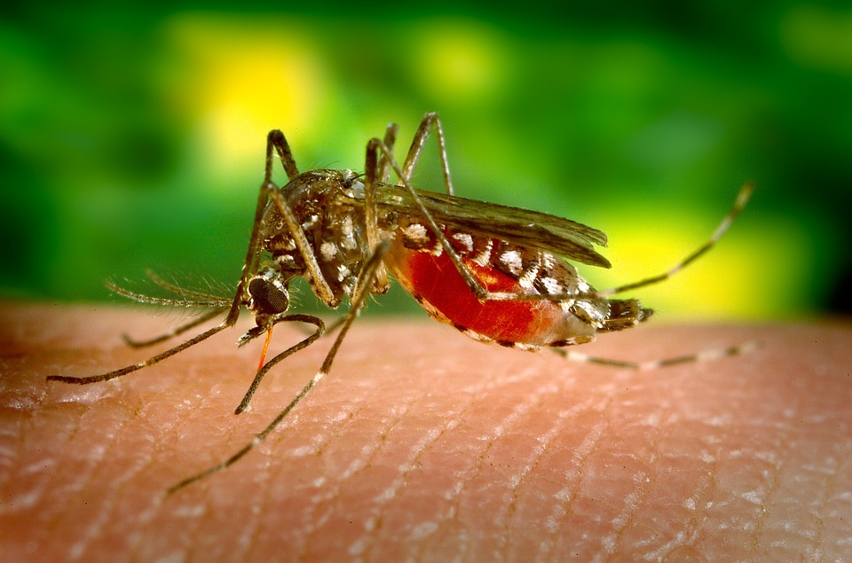 Россияне под угрозой смертельных лихорадок от комариных укусов