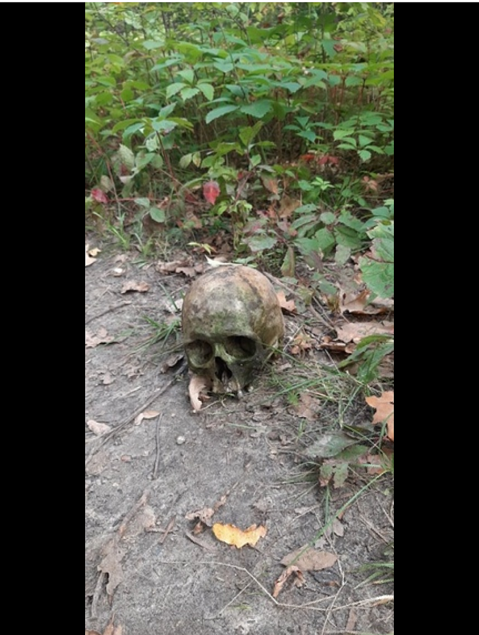 Страшная находка в дендрарии: житель Дзержинска нашел череп