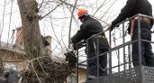 В Дзержинске началась масштабная работа по кронированию и вырубке сухих деревьев