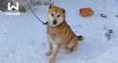 Нижегородская версия "Хатико": собака на привязи ждала хозяина целых шесть лет 