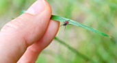 В этот году клещей меньше интересуют нижегородцы: в области снижается число укусов насекомыми 