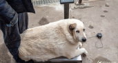 Знаменитому нижегородскому псу Кругетсу удалось похудеть вдвое: его спасли волонтеры