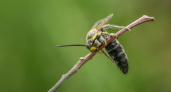 Что делать, если вас укусила оса или пчела: МЧС напоминает об алгоритме действий 