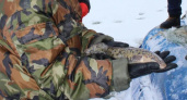 В Нижегородской области запретят ловлю налима на полтора месяца