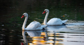 Лебедь улетел из парка Утиное озеро в Дзержинске
