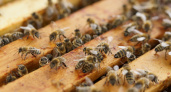 В Нижегородской области задержали крупную партию зараженных пчел без документов