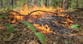 В Нижегородской области потушили 18 лесных пожаров с начала сезона