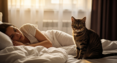 Почему рискованно спать с кошкой: она незаметно укорачивает вам жизнь