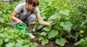 Добавляю йод в молоко и поливаю огурцы в июле: листья остаются зелёными — урожай растёт как на дрожжах