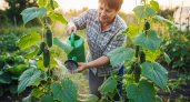 Стакан на ведро воды — и ночные заморозки огурцам не помеха: вырастают сладкими, сочными, хрустящими — словно с юга привезли
