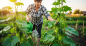 Стакан на ведро воды — и утренние заморозки огурцам не помеха: вырастают сладкими, сочными, хрустящими — словно с юга привезли
