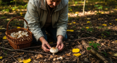 Этот деликатесный гриб многие обходят стороной: особенно вкусный — собираю корзинками постоянно, пока другие нос воротят