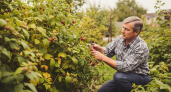 Ученый-агроном раскрыл секрет осенней обрезки малины для двойного урожая в следующем году