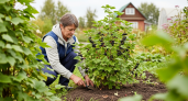 Секрет, который скрывают опытные дачники: 4 ложки этого под смородину в сентябре — и соседи будут завидовать вашему урожаю