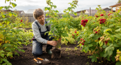 Забудьте про черенки: этот древний способ размножения малины дает в 10 раз больше кустов за один сезон