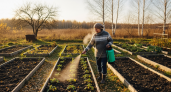 Пока вы отдыхаете, в вашем огороде зреет невидимая угроза: что делать с "пятой колонной" под ногами