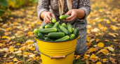 Бабушкин секрет с крапивой: огурцы остаются как с грядки даже в январе