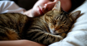 Почему кошки спасают хозяев по ночам: тайна пушистых стражей раскрыта