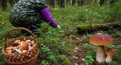 Грибники находят в российских лесах деликатес за 5000 рублей: французские рестораны скупают то, что мы не замечаем