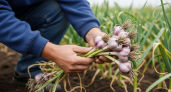 Муж полил чеснок из лейки, но вместо воды высыпалось что-то другое — урожай вырос на 30%
