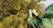 В Нижегородской области начали сбор шишек для восстановления лесов