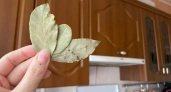 Каждый вечер сжигаю лавровый лист дома: древний секрет работает и в наше время