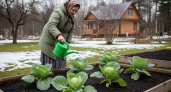Два копеечных средства превращают мою капусту в тугие кочаны, когда соседи только завидуют урожаю
