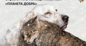 Один клик спасёт сотни жизней: «Планета добра» запускает проект бесплатной стерилизации животных в пригородах Дзержинска