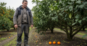 Фермер из Грузии объяснил, почему предпочитает выбрасывать урожай мандаринов, а не торговать с Россией