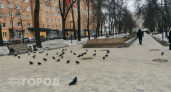Нижегородцев предупредили о штрафах за кормление голубей
