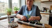 Сею томаты по старинке без грунта и ламп — всходы за 5 дней, стебель крепкий, корни не оборвать