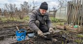 Давно не таскаю навоз мешками, а развожу всего один копеечный флакон и земля на грядках превращается в чернозем