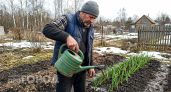 Как только земля оттает, вношу всего одну подкормку — чеснок стоит зелёный и не желтеет до самого сбора