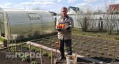 Перестала покупать удобрения и перешла на природный уход: мои томаты весят по 600 граммов и растут без химии