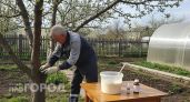 Забыла про муравьев на даче после одной пачки манки: копеечное средство вывело вредителей за двое суток