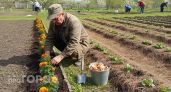 Избавилась от колорадского жука навсегда: просто посадите этот цветок между рядами картошки для защиты грядок