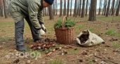 В апреле собираю в лесу мешки с шишками для огорода: это простое удобрение дает урожай в два раза больше