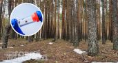 Забудьте про дорогие спреи: одна капля этого состава на одежду отпугнет клещей на весь дачный сезон