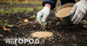 Забудьте про тяжелый навоз: просто рассыпьте горсть дешевой крупы по снегу и весной почва станет как пух