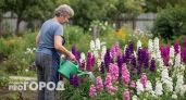 Заменила петунии на этот неприхотливый цветок: теперь клумба радует ярким цветением с мая до самых морозов