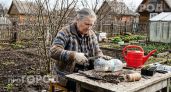 Муравьи забудут дорогу на ваш участок после одной простой хитрости: достаточно добавить этот ингредиент в воду