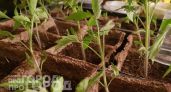 Добавляю всего ложку этого средства в полив и рассада томатов с перцами начинает расти как на дрожжах