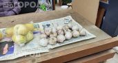 Забудьте про сухой и пустой чеснок: простой метод хранения в квартире поможет сохранить его свежим до весны