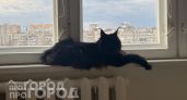 Хотите кота на всю жизнь: 3 породы с крепким иммунитетом, которые остаются активными до глубокой старости