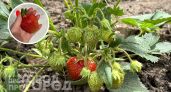 Добавляю в лейку с водой всего один копеечный компонент: клубника наливается соком и становится как мед