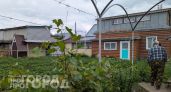 Китайцы скупают наш огородный сорняк за любые деньги: почему мы считаем это мусором и выбрасываем зря